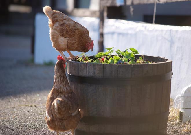 Rosefinch Sleeps 2 Persons-Private Hot Tub-Tranquil Holiday Away From It All Yet Not Far From St Austell- The Holiday Home Has One Bedroom, Living And Dining Area, Equipped Kitchen-Decking-Outdoor Furniture-Fishing Lakes-Non Pet Unit Eksteriør bilde